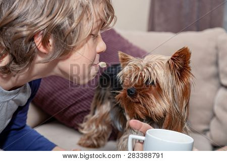 Dog, Yorkshire Terrier,plays With A Boy, Picks Up Food From Her Mouth