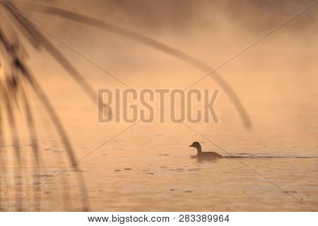 Juvenile Great Crested Grebe (podiceps Cristatus) In Comana Natural Park, Romania