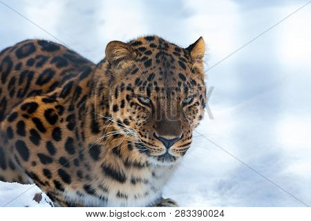 Closeup Of A Far Eastern (amur) Leopard With Snow In The Background