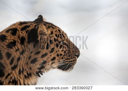 Closeup Of A Far Eastern (amur) Leopard In Profile In Winter