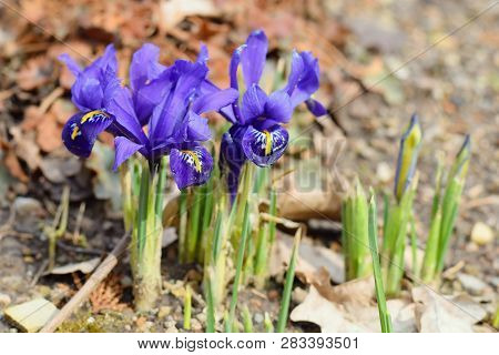 Iris Reticulata - Netted Iris, First Spring Flowers