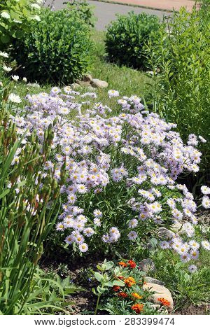 Flowers Of Symphyotrichum Novae-angliae (syn. Aster Novae-angliae) Or New England Aster In Garden De