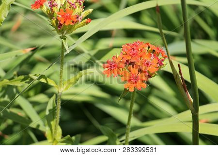 Red Flowers Of Lychnis Chalcedonica Or Maltese Cross Plant In Garden