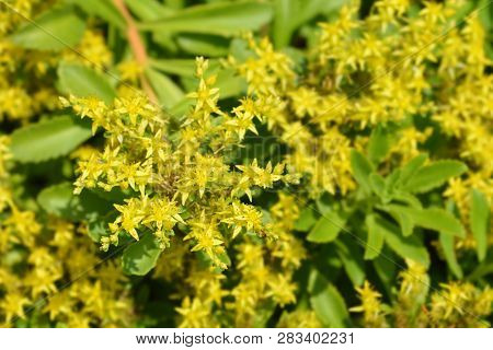 Yellow Stonecrop - Latin Name - Sedum Takesimense (phedimus Takesimensis)