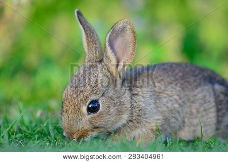 Close Up Of A Baby Rabbit Grazing In A Grassy Field