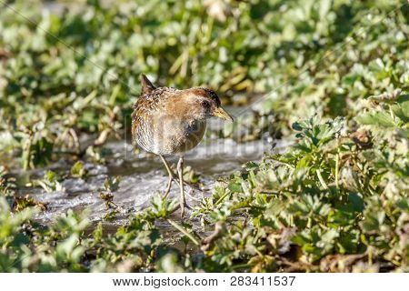 Waterbird Sora Rail At  Richmond Bc Canada