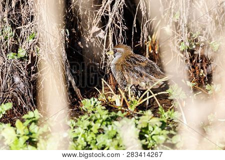 Waterbird Sora Rail At Terra Nova Park,  Richmond Bc Canada , Feb. 2019