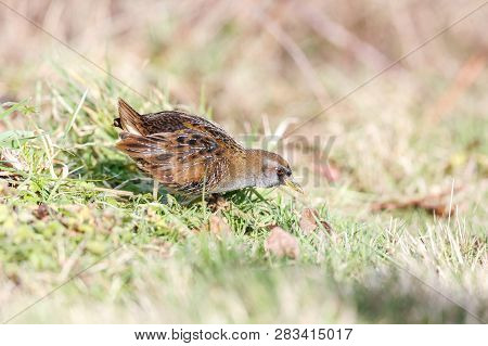Waterbird Sora Rail At Terra Nova Park,  Richmond Bc Canada , Feb. 2019