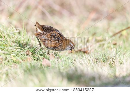 Waterbird Sora Rail At Terra Nova Park,  Richmond Bc Canada , Feb. 2019
