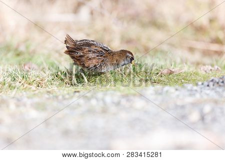 Waterbird Sora Rail At Terra Nova Park,  Richmond Bc Canada , Feb. 2019