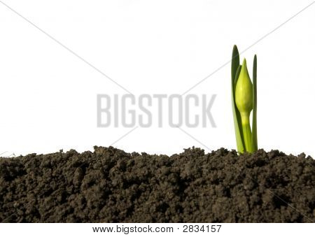 Plant