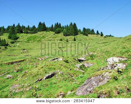 Alpine Pastures And Meadows On The Slopes Of Alvier Peak In The Appenzell Alps Mountain Range - Cant