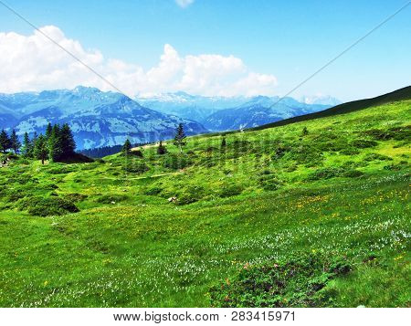 Alpine Pastures And Meadows On The Slopes Of Alvier Peak In The Appenzell Alps Mountain Range - Cant