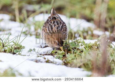 Waterbird Sora Rail At  Richmond Bc Canada , Feb. 2019