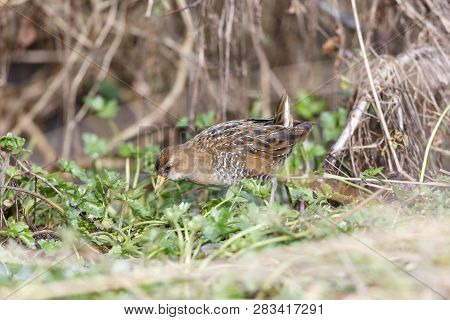 Waterbird Sora Rail At Terra Nova Park,  Richmond Bc Canada , Feb. 2019