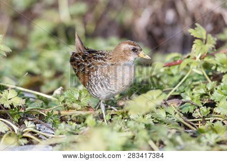 Waterbird Sora Rail At Richmond Bc Canada