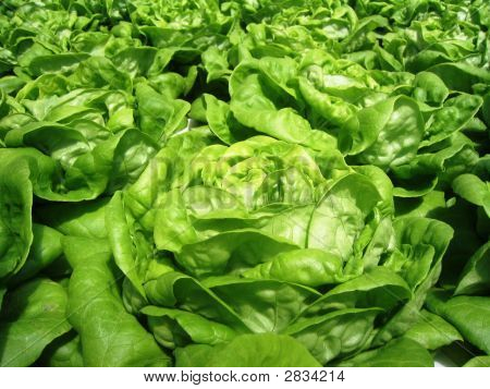 Verde foglia di lattuga