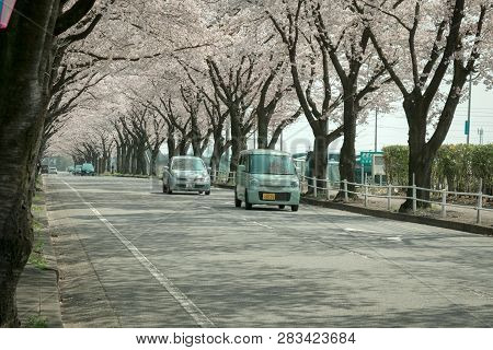 Utsunomiya Japan 6 April 2016; Tourist Driving Cars Through Sakura Trees Which Are Full Bloom Along 