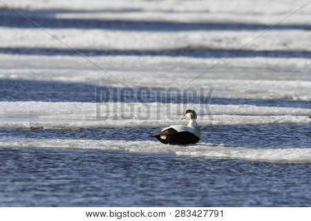 Male Eider Duck Sitting On Ice Floating Around In Cold Icy Water, Near Arviat, Nunavut Canada