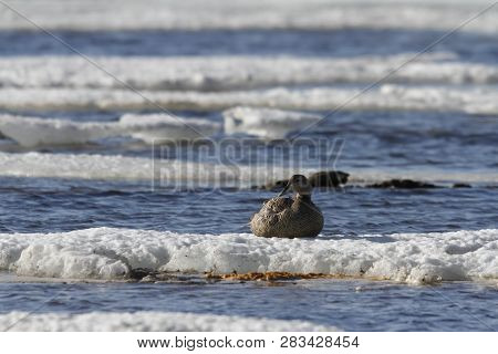Female Eider Duck Sitting On Ice Floating Around In Cold Icy Water, Near Arviat, Nunavut Canada