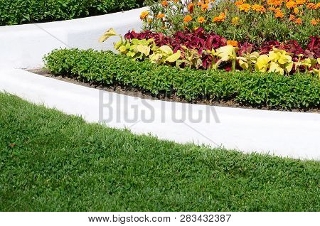 Coleus Flowerpot. Beautiful Perspective Of Natural Coleus Plant Leaves