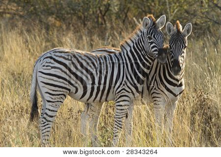 ม้าลายคู่ในแอฟริกา