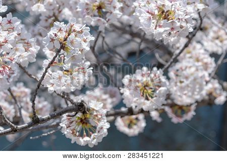 Meguro Sakura (cherry Blossom) Festival. Cherry Blossom Full Bloom In Spring Season At Meguro River,