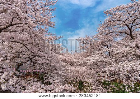 Meguro Sakura (cherry Blossom) Festival. Cherry Blossom Full Bloom In Spring Season At Meguro River,