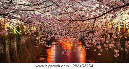 Meguro Sakura (cherry Blossom) Festival. Cherry Blossom Full Bloom In Spring Season At Meguro River,