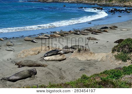 Cute And Funny Sea Elephants On The Pacific Coast. California, Usa