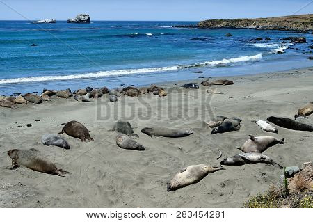 Cute And Funny Sea Elephants On The Pacific Coast. California, Usa