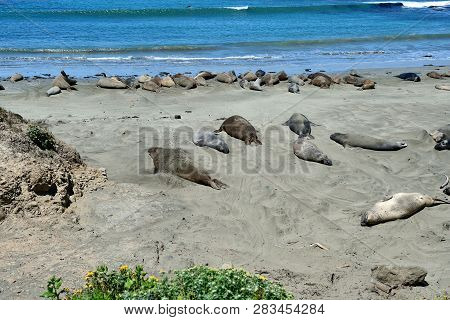 Cute And Funny Sea Elephants On The Pacific Coast. California, Usa