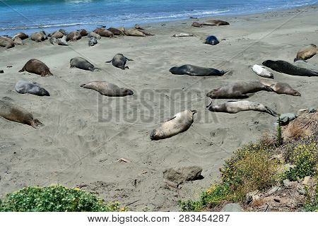 Cute And Funny Sea Elephants On The Pacific Coast. California, Usa