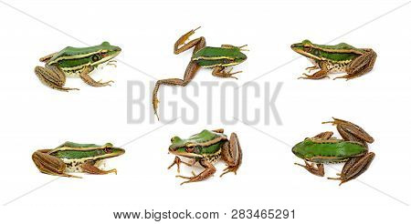 Group Of Paddy Field Green Frog Or Green Paddy Frog (rana Erythraea) On A White Background. Amphibia