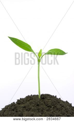 New Life