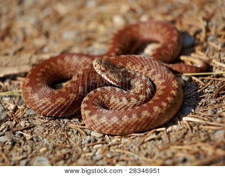Wspólne europejskie Adder