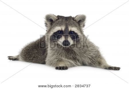 Mård (9 kk) - Procyon Lotor