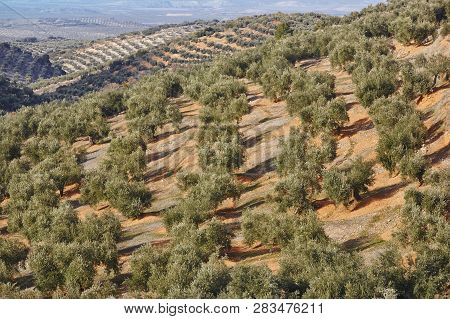 Olive Tree Fields In Andalusia. Spanish Agricultural Harvest Landscape. Jaen