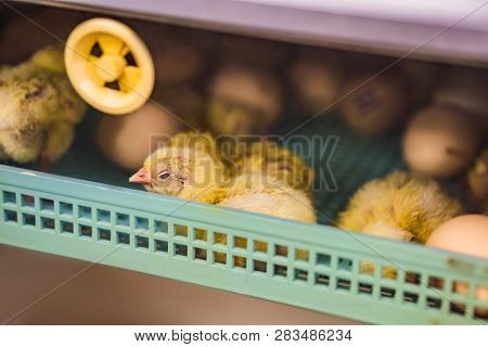 Large Group Of Newly Hatched Chicks On A Chicken Farm