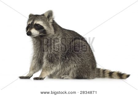 Mård (9 kk) - Procyon Lotor