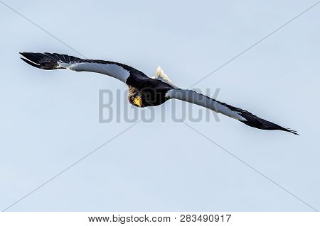 Flying Predatory Stellers Sea-eagle