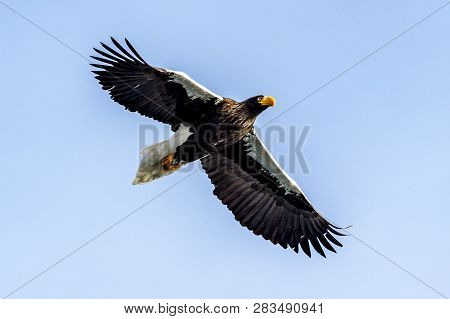 Flying Predatory Stellers Sea-eagle