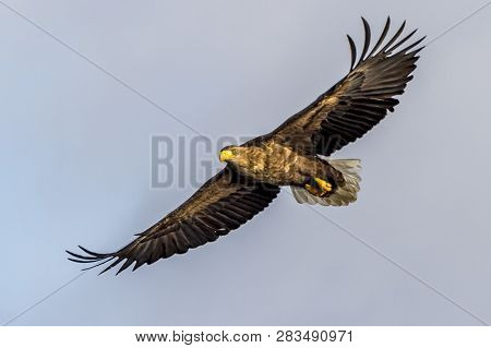Flying Predatory White-talied Sea Eagle