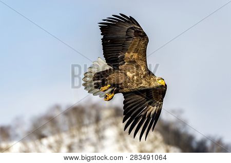 Flying Predatory White-talied Sea Eagle