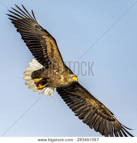 Flying Predatory White-talied Sea Eagle