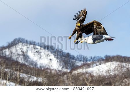 Flying Predatory White-talied Sea Eagle