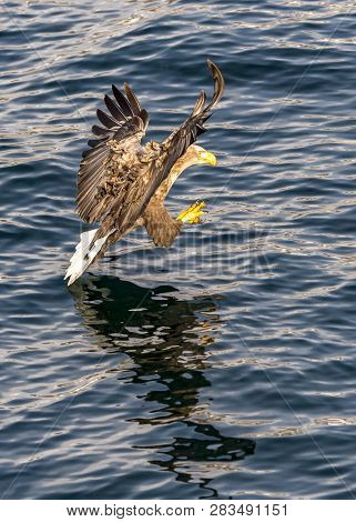 Flying Predatory White-talied Sea Eagle