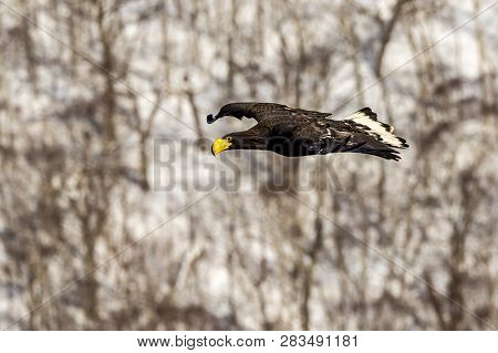 Flying Predatory Stellers Sea-eagle