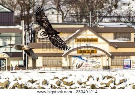 Flying Predatory Stellers Sea-eagle