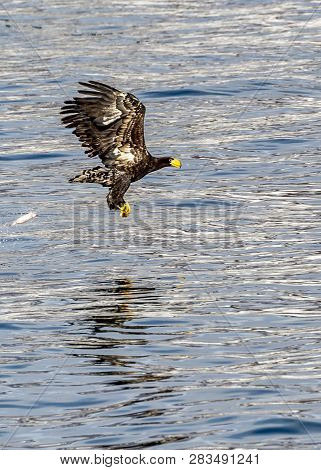 Flying Predatory Stellers Sea-eagle